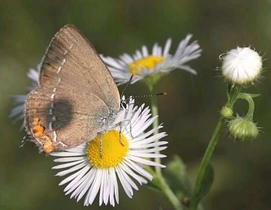 Satyrium acaciae