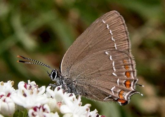 Satyrium ilicis