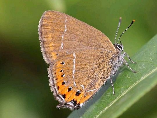 Satyrium pruni