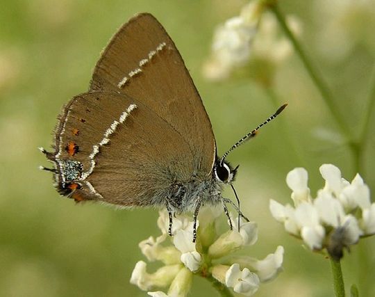 Satyrium spini