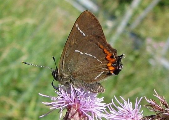 Satyrium w-album