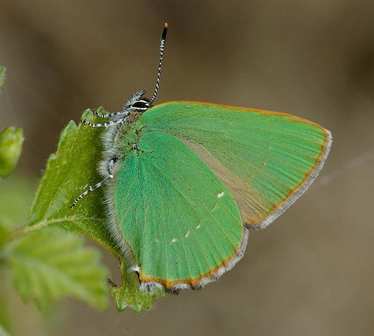 Callophrys rubi