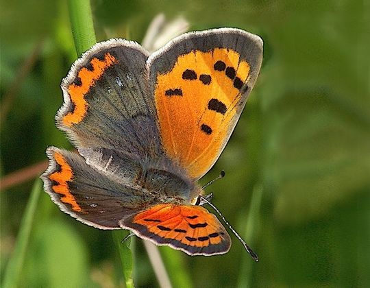 Lycaena phlaeas