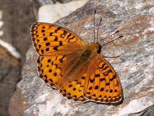 Argynnis adippe