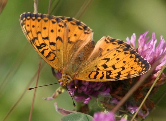 Argynnis aglaja