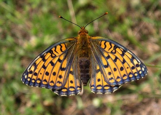 Argynnis niobe