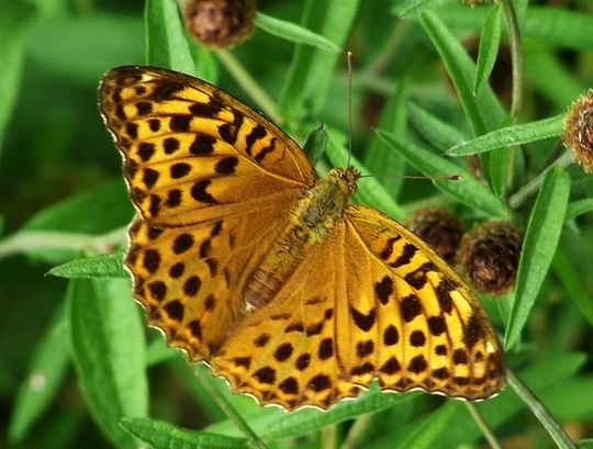 Argynnis paphia