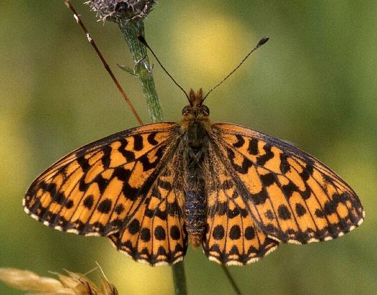 Boloria dia