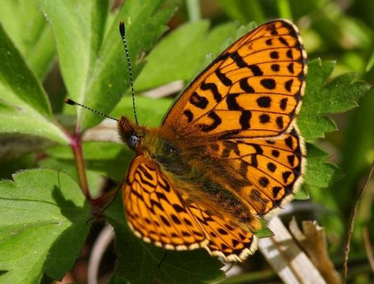 Boloria euphrosyne