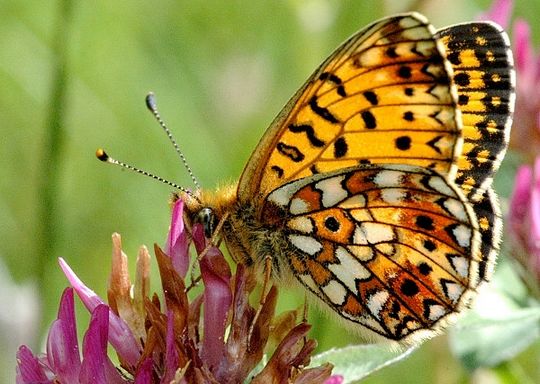 Boloria selene