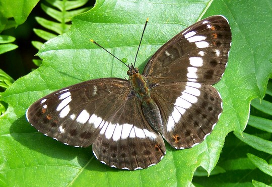 Limenitis camilla