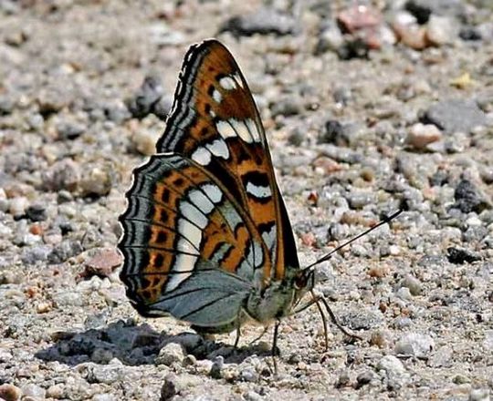 Limenitis populi