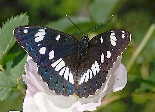 Limenitis reducta