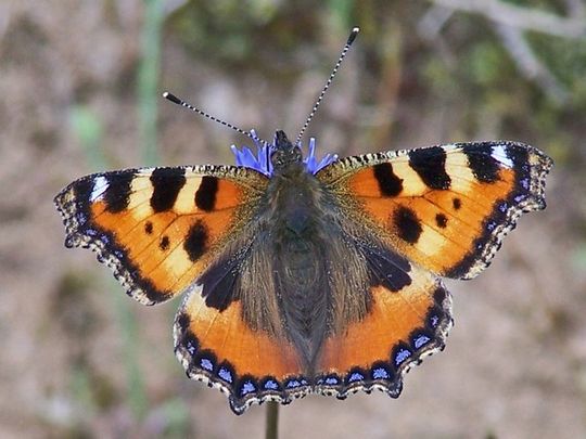 Aglais urticae