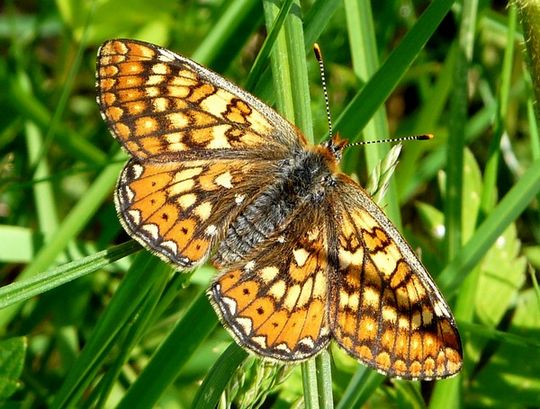 Euphydryas aurinia