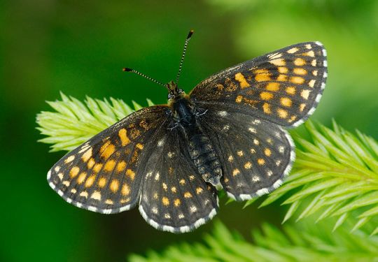 Melitaea diamina