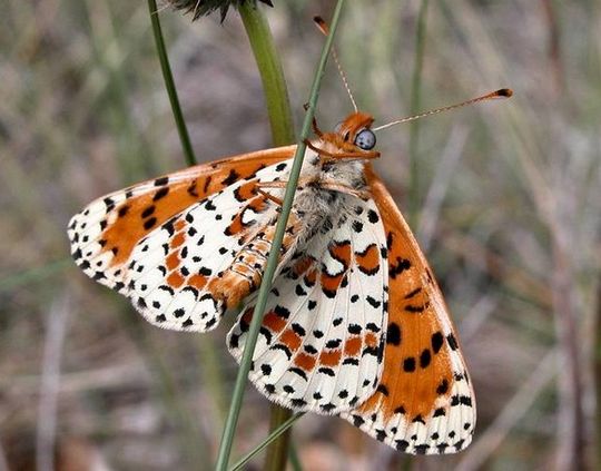 Melitaea didyma