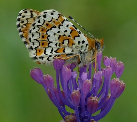 Melitaea cinxia