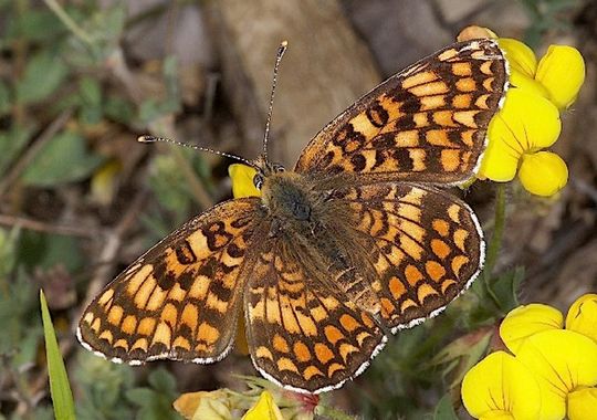 Melitaea phoebe