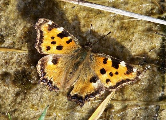 Nymphalis polychloros