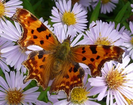 Polygonia c-album