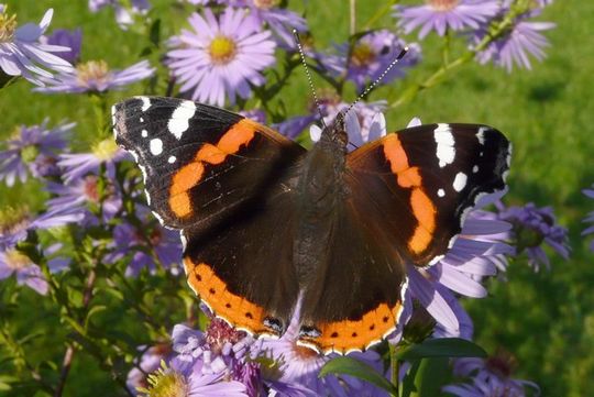 Vanessa atalanta