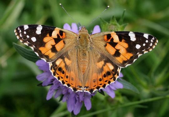 Vanessa cardui