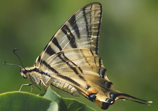 Iphiclides podalirius