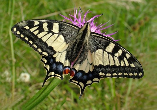 Papilio machaon