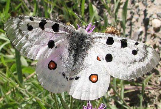 Parnassius apollo