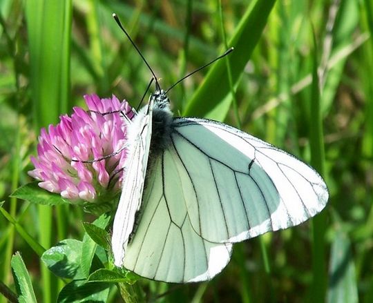 Aporia crataegi