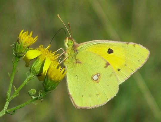 Colias crocea