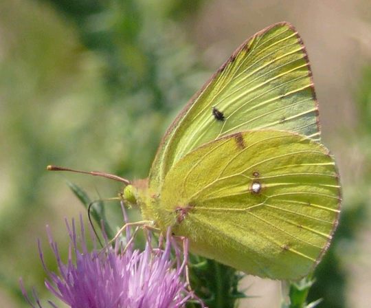 Colias hyale