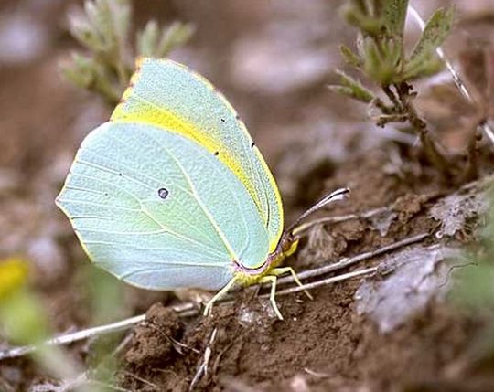 Gonepteryx cleopatra