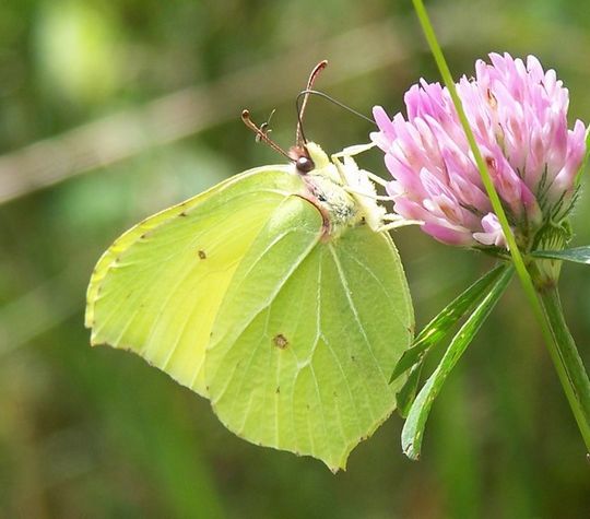 Gonepteryx rhamni