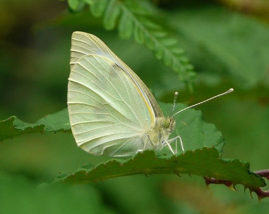 Pieris brassicae