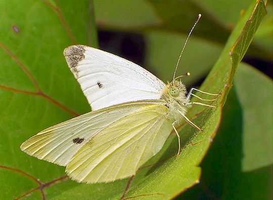 Pieris mannii