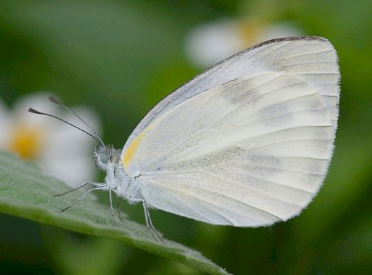 Pieris rapae