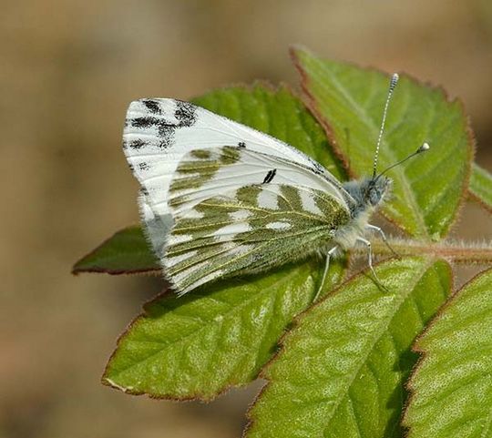 Pontia daplidice