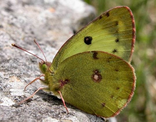 Colias alfacariensis