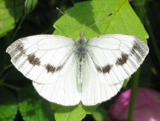 Pieris napi