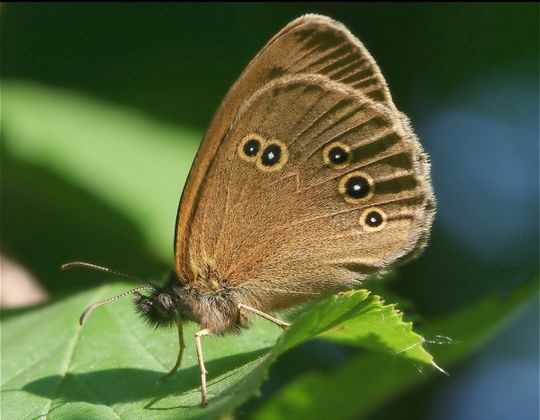 Aphantopus hyperantus