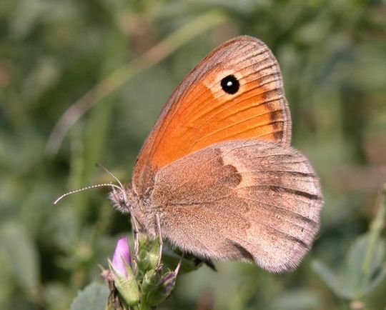 Coenonympha pamphilus