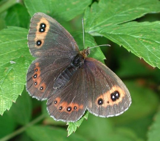 Erebia aethiops