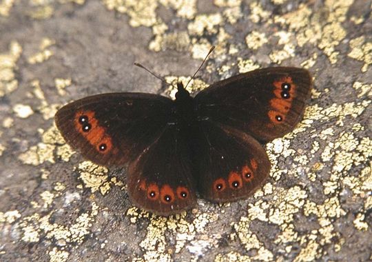 Erebia meolans