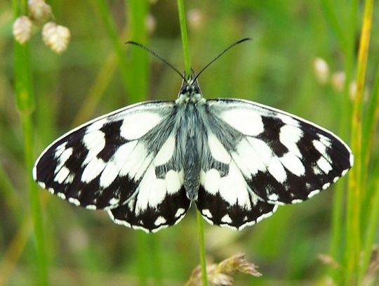 Melanargia galathea