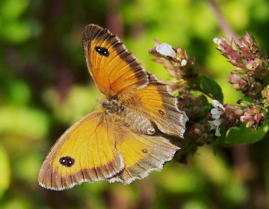 Pyronia tithonus