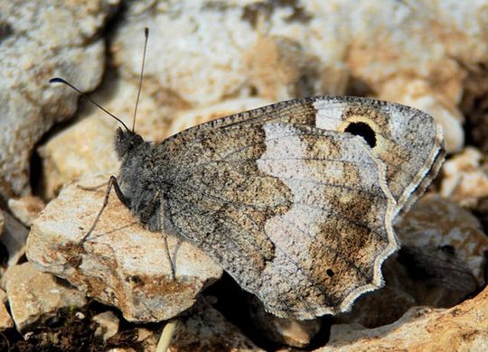 Hipparchia statilinus