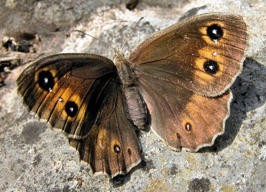 Satyrus ferula