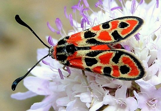 Zygaena fausta